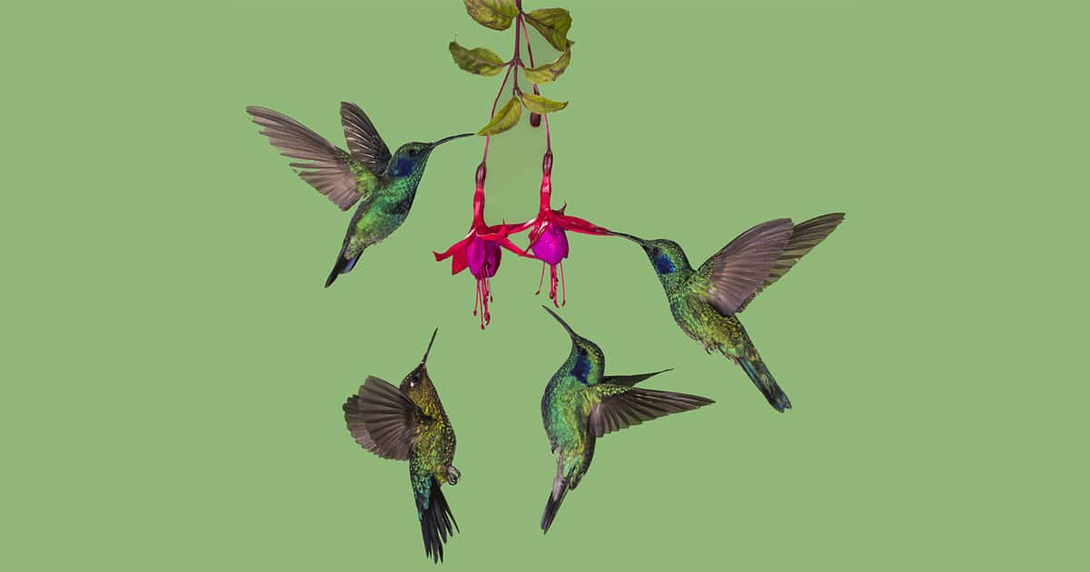 Costa-Rica-Hummingbirds